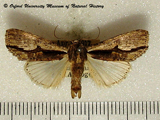 Crionica cervicornis